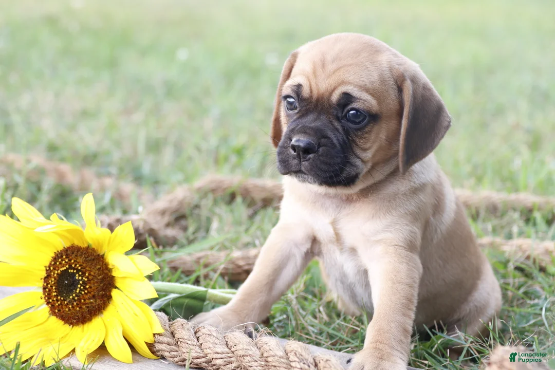 Puggle dogs for sale: Aksel - Ad 2