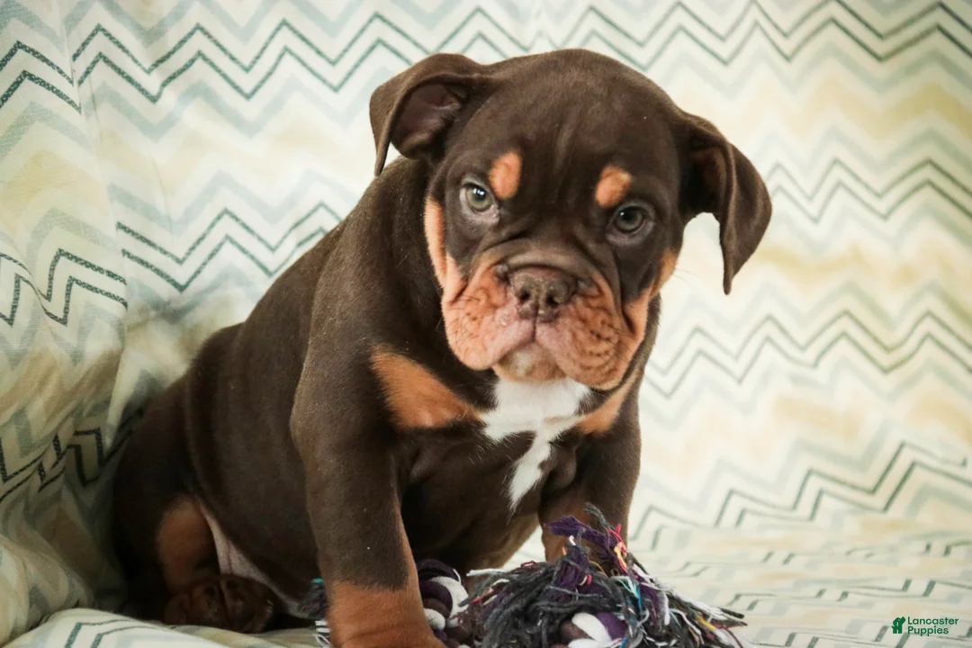 English Bulldog dogs for sale: Glamour - Ad 5