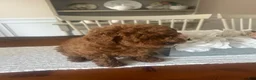 Maltipoo dogs for sale: Maltipoo Puppy 1 - Ad 2