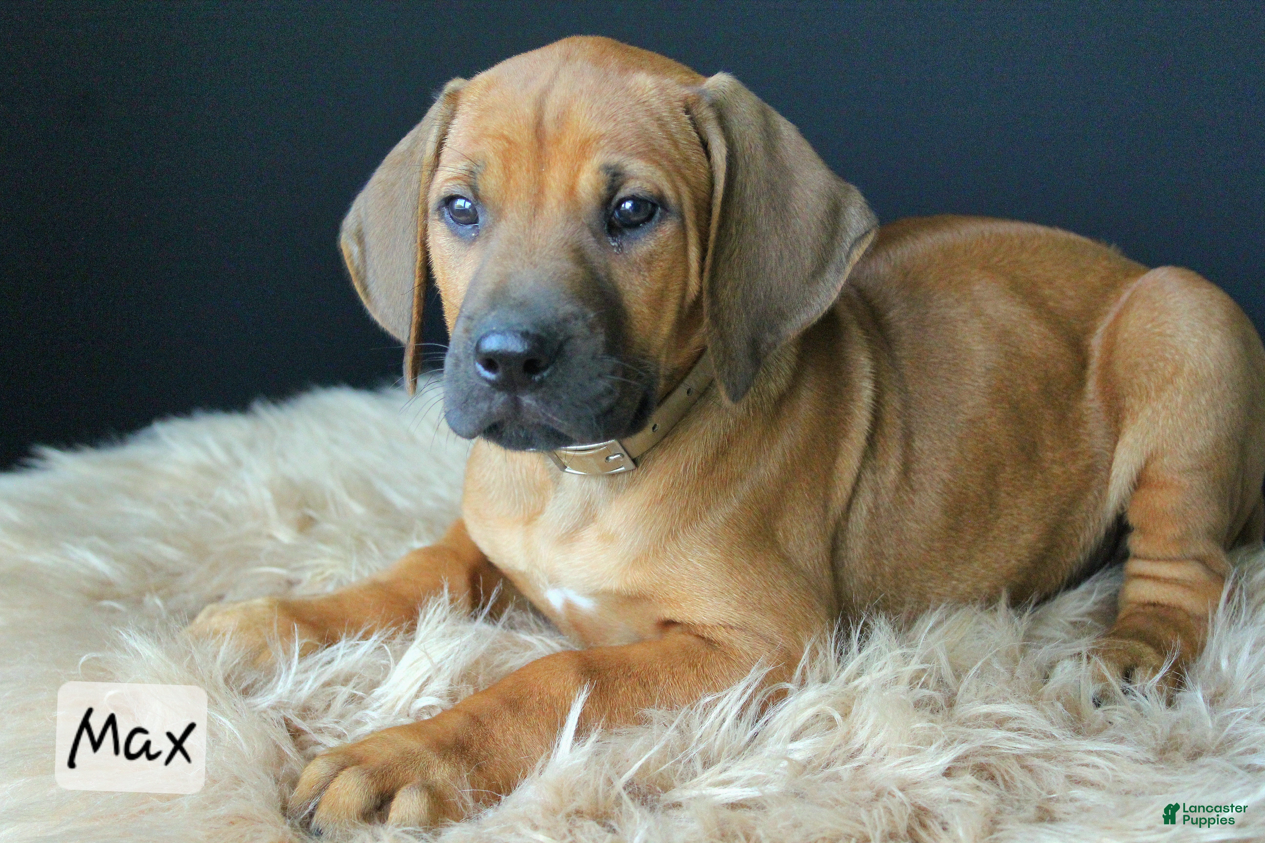 Rhodesian Ridgeback dogs Max - Ad 1