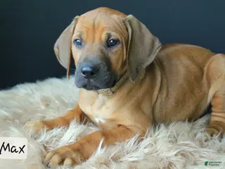 Rhodesian Ridgeback dogs for sale: Max - Ad 4