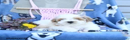 Maltipoo dogs for sale: Allen - Ad 2