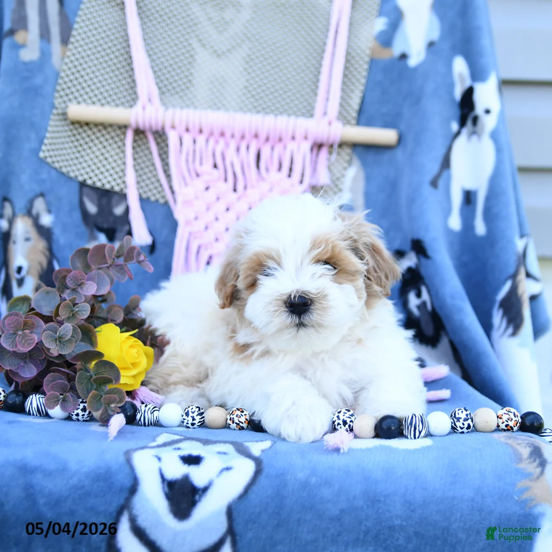 Maltipoo dogs for sale: Allen - Ad 2