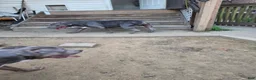 American Bully dogs for sale: Shadow - Ad 6