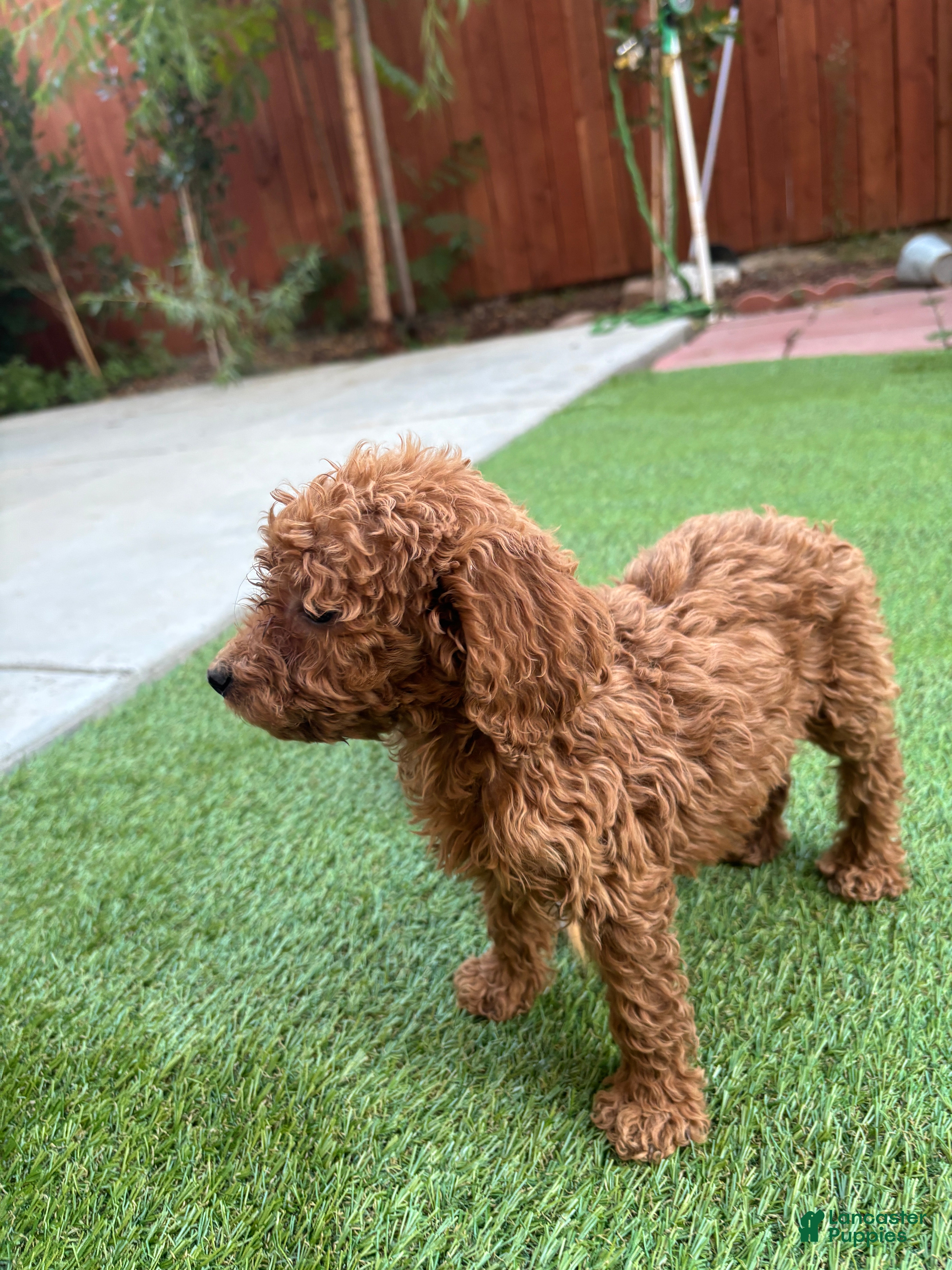 Standard Poodle dogs Daisy - Ad 1