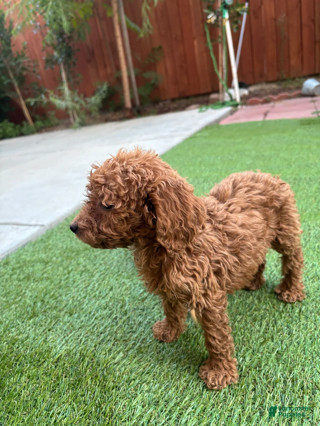 Standard Poodle dogs for sale: Daisy - Ad 1