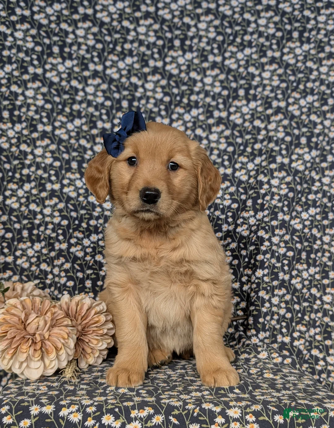 Golden Retriever dogs for sale: Jackie - Ad 2