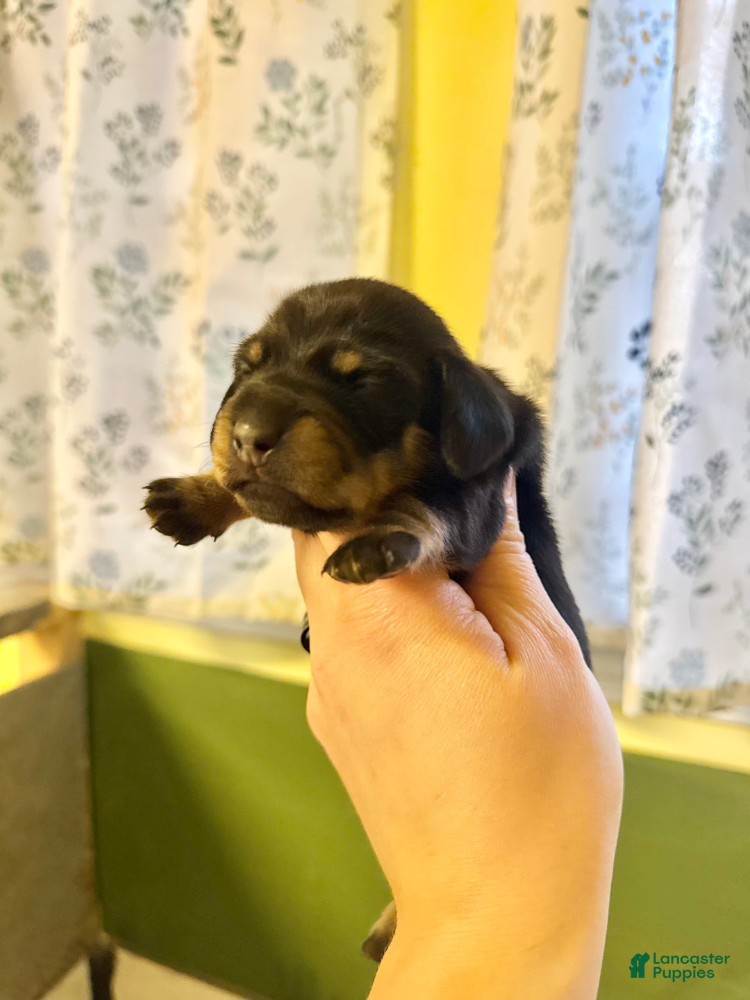 Miniature Dachshund dogs for sale: Smooth ch bred  - Ad 2