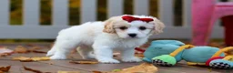 Cavachon dogs for sale: Lily - Ad 6