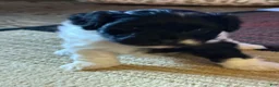 Mixed Breed dogs for sale: Baxter - Ad 20