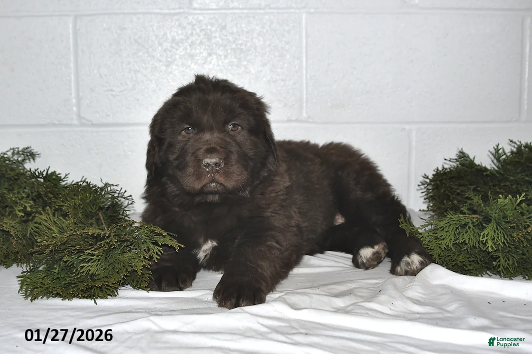 Newfoundland dogs for sale: Natalie - Ad 2