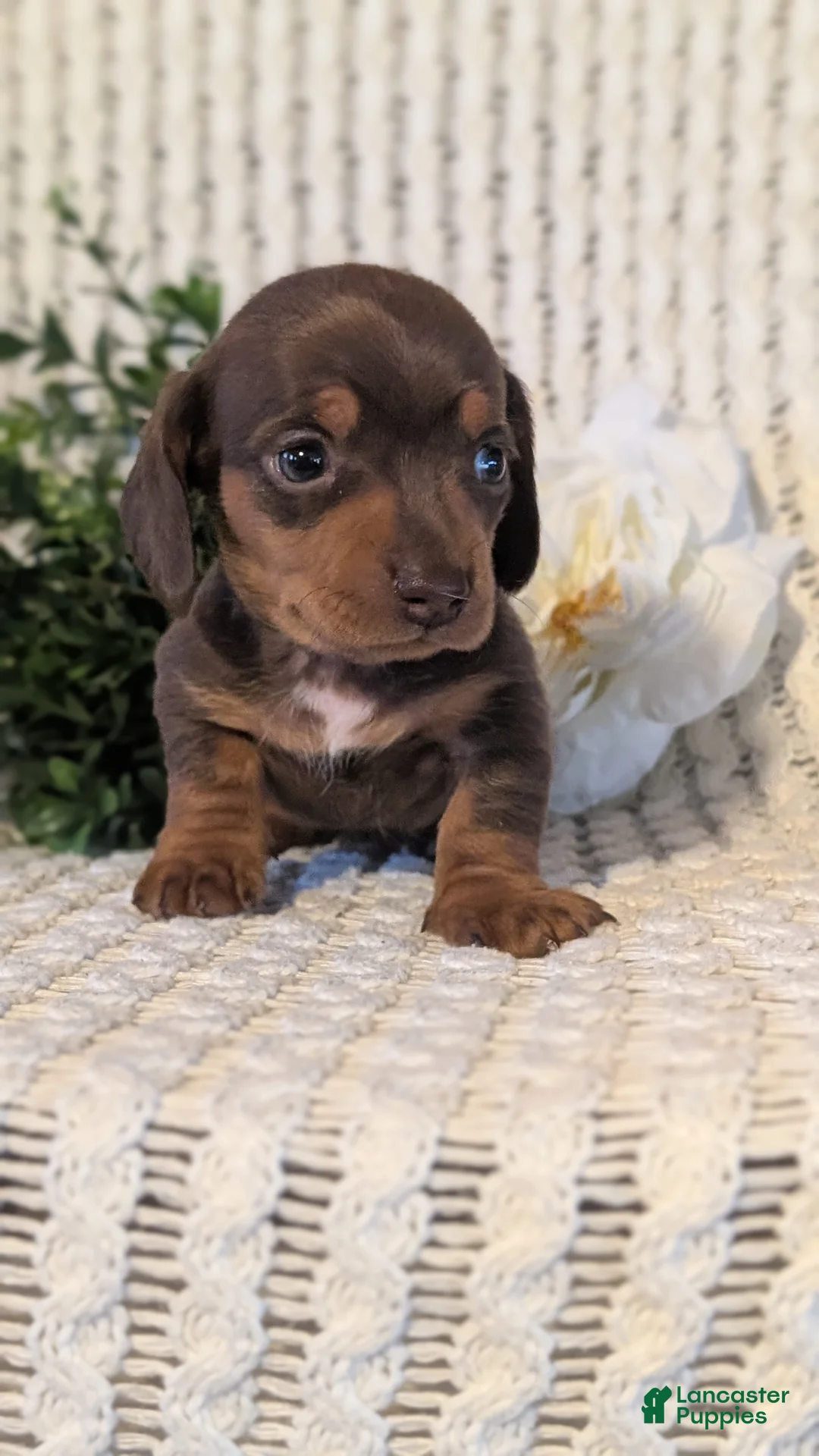 Miniature Dachshund dogs for sale: Zoey - Ad 7
