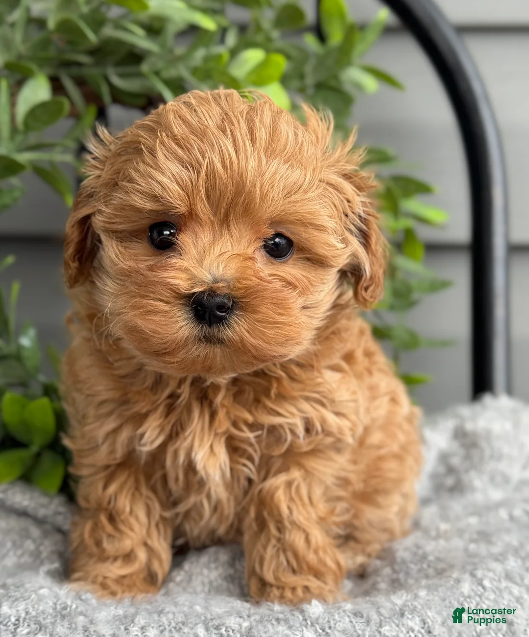 Maltipoo dogs for sale: Teacup - Ad 10