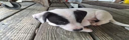 Jack Russell Terrier dogs for sale: Jack Russell Terrier 3 - Ad 11