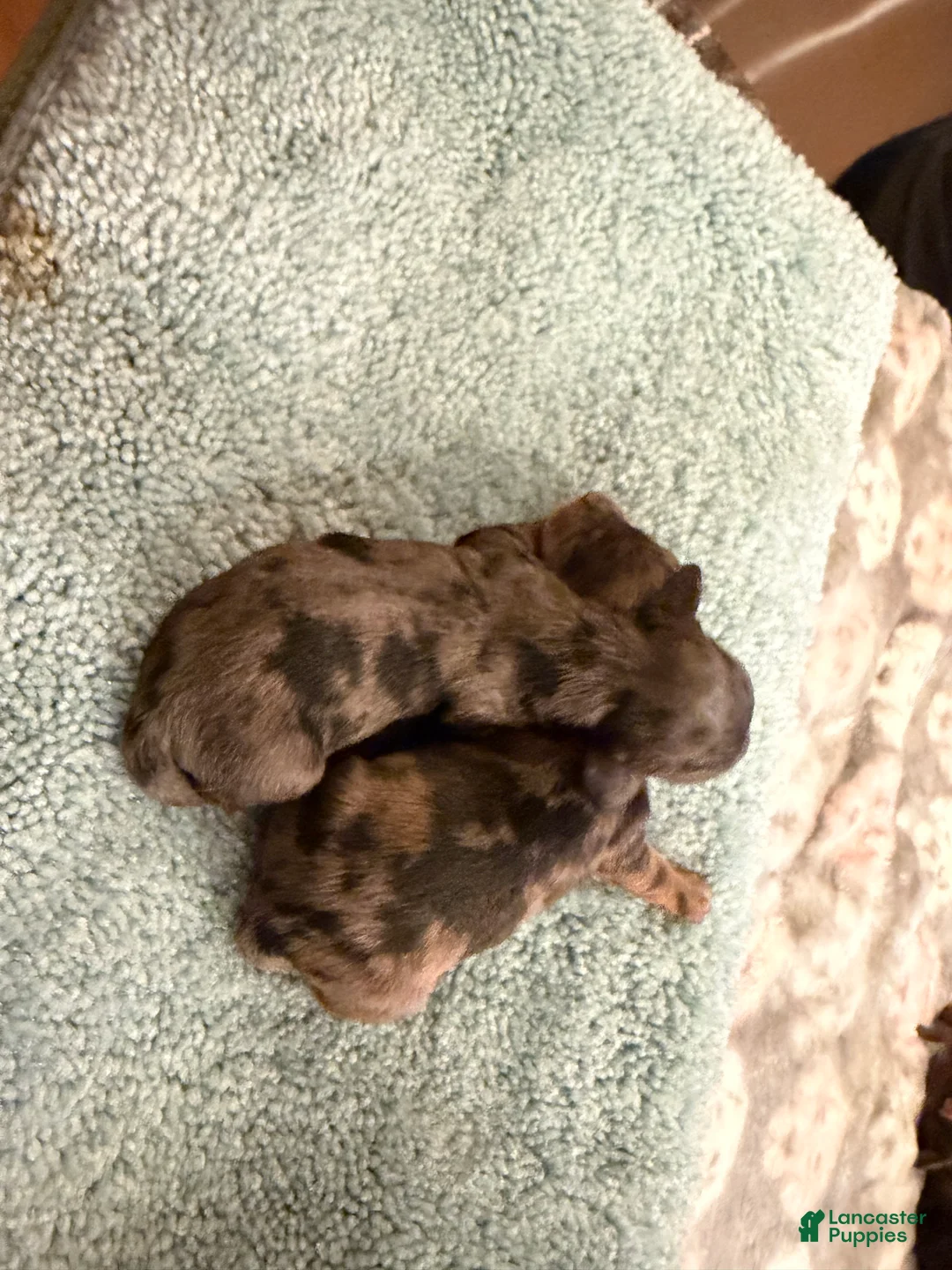 Miniature Dachshund dogs for sale: Black Dapple Boy - Ad 2