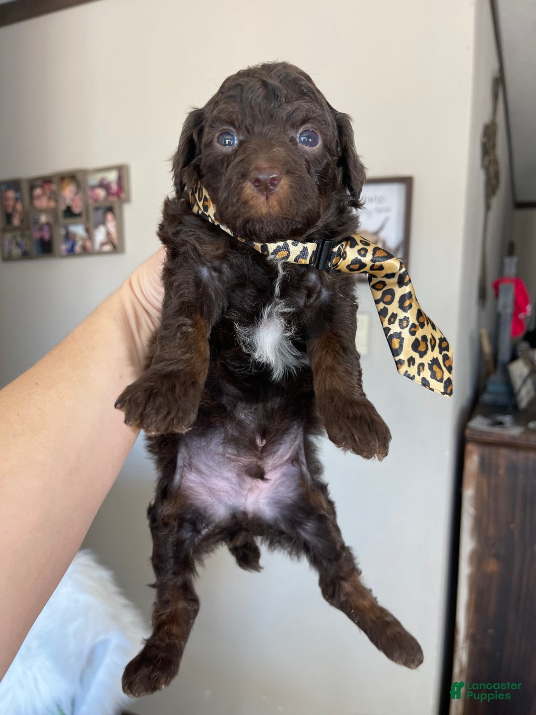 Miniature Poodle dogs for sale: Akc Clear Chocolate Phantom  - Ad 4