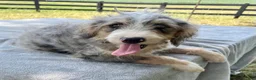 Bernedoodle dogs for sale: Vickie - Ad 5