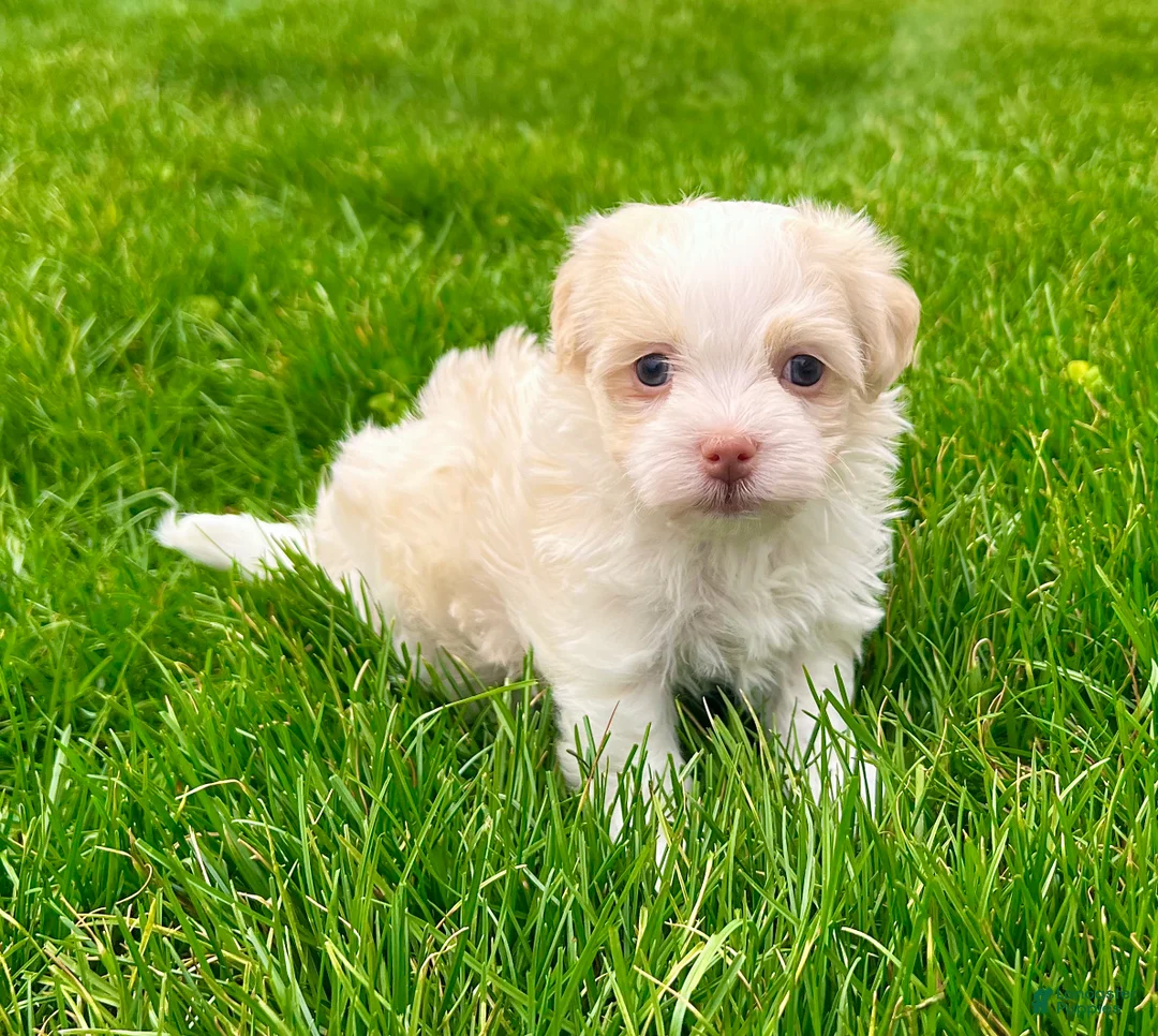 Havanese dogs for sale: Benji - Ad 2