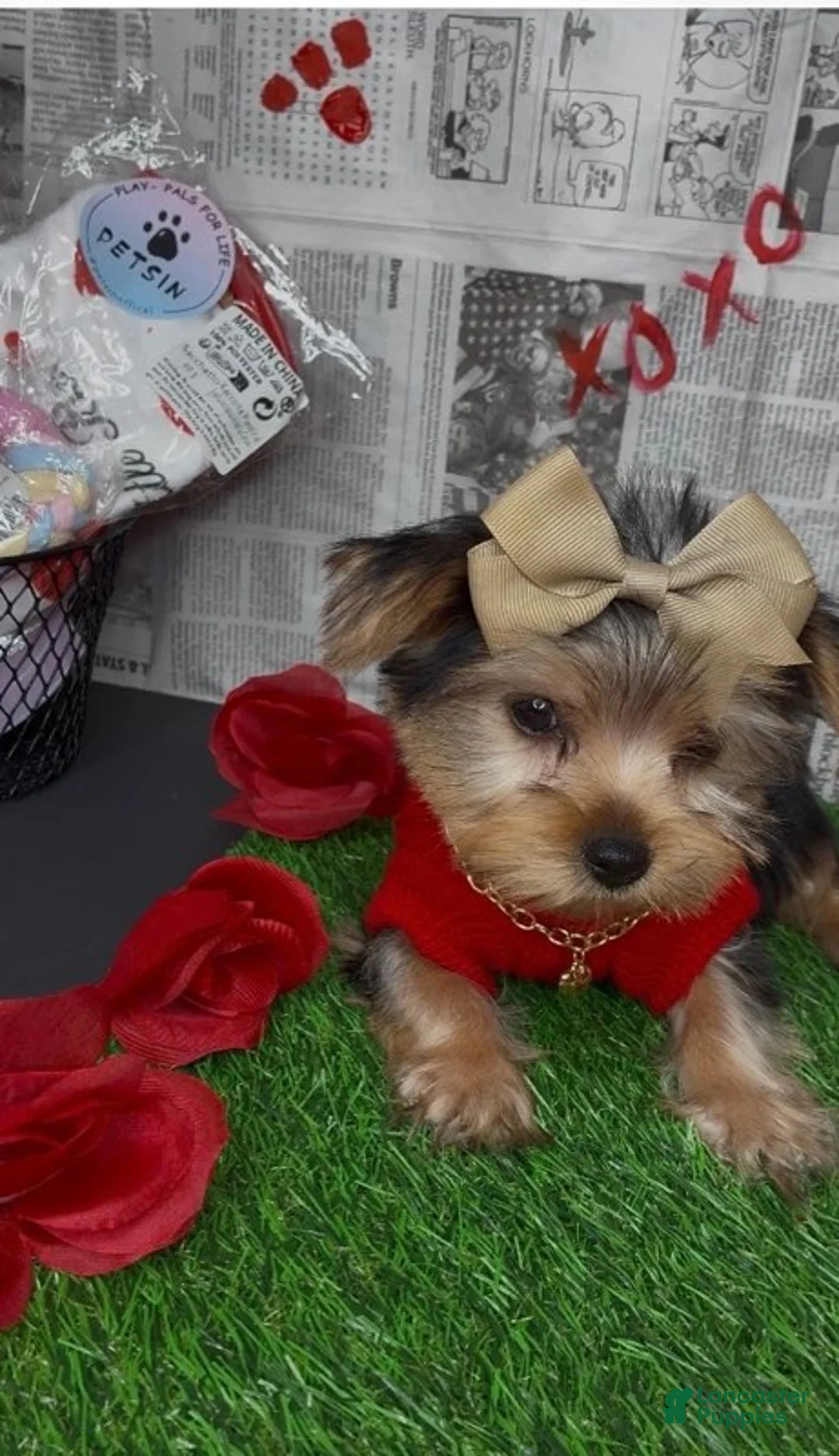 Yorkshire Terrier dogs for sale: Dream - Ad 3