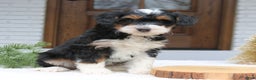 Mini Bernedoodle dogs for sale: Reese  - Ad 4