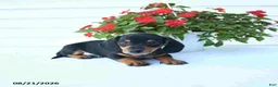 Miniature Dachshund dogs for sale: Bandit - Ad 5