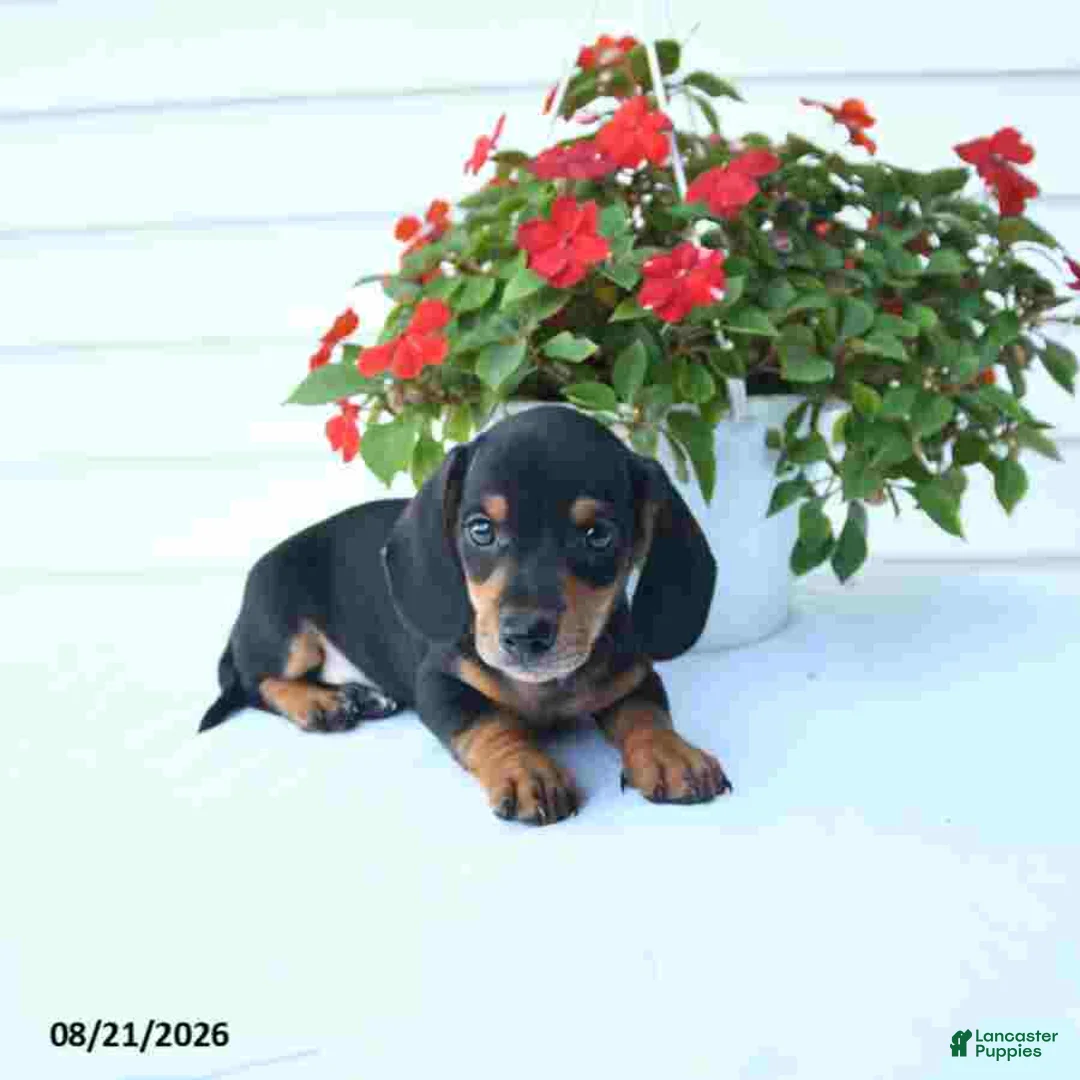 Miniature Dachshund dogs for sale: Bandit - Ad 5