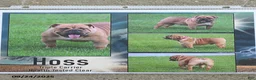 English Bulldog dogs for sale: Truman - Ad 7