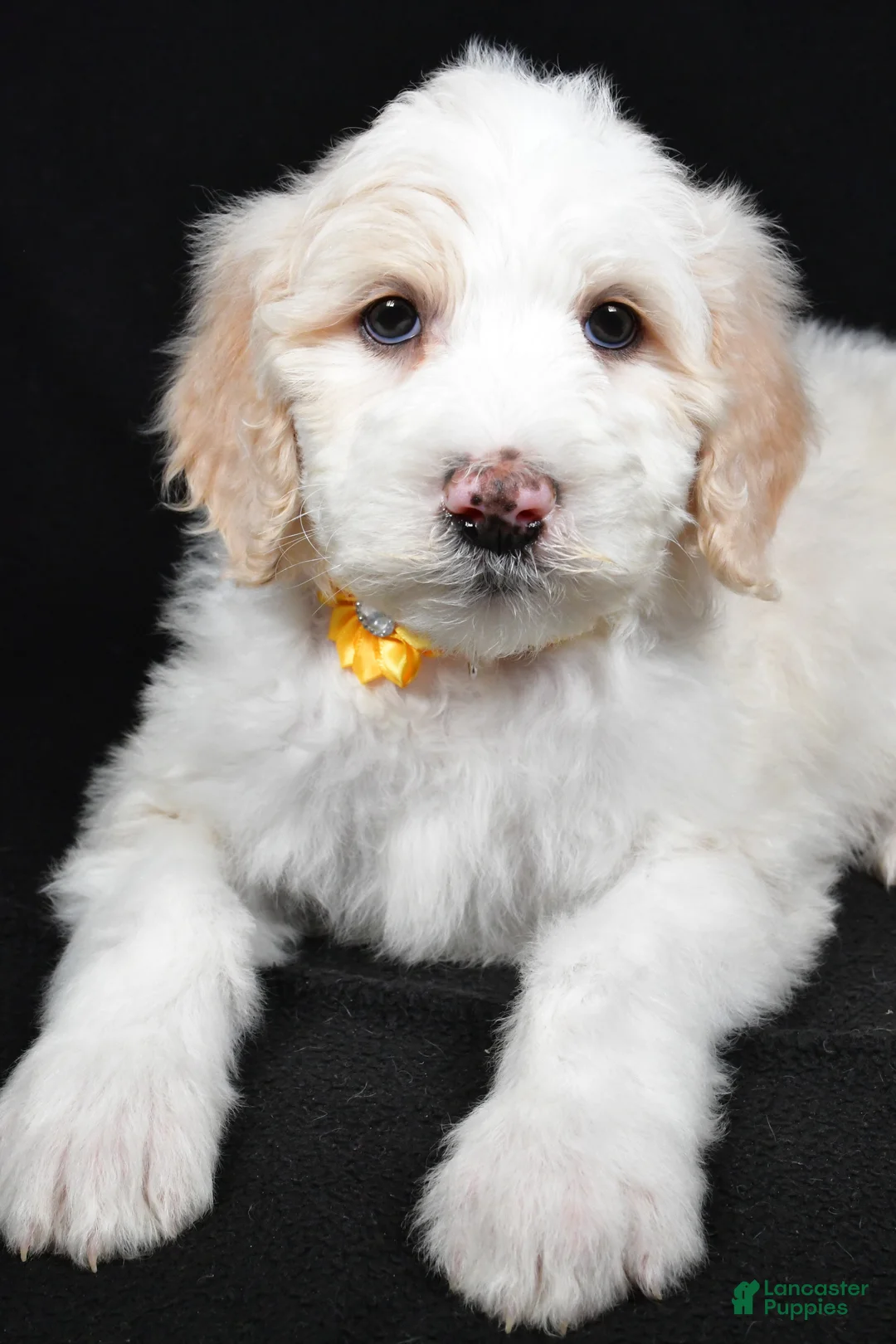 Sheepadoodle dogs for sale: Monica - Ad 3