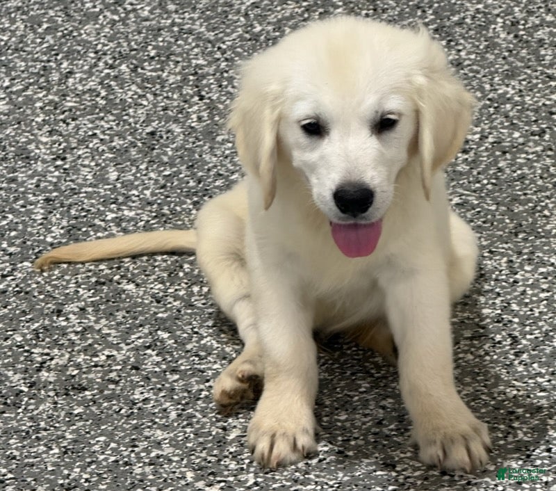 Golden Retriever dogs  Bentley - Ad 1
