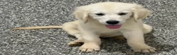 Golden Retriever dogs for sale:  Bentley - Ad 1