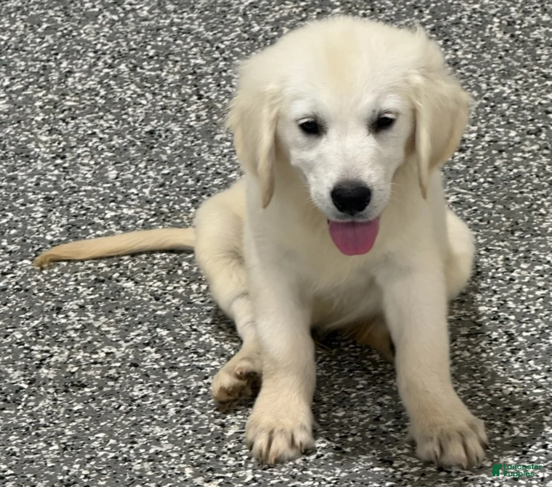 Golden Retriever dogs for sale:  Bentley - Ad 1