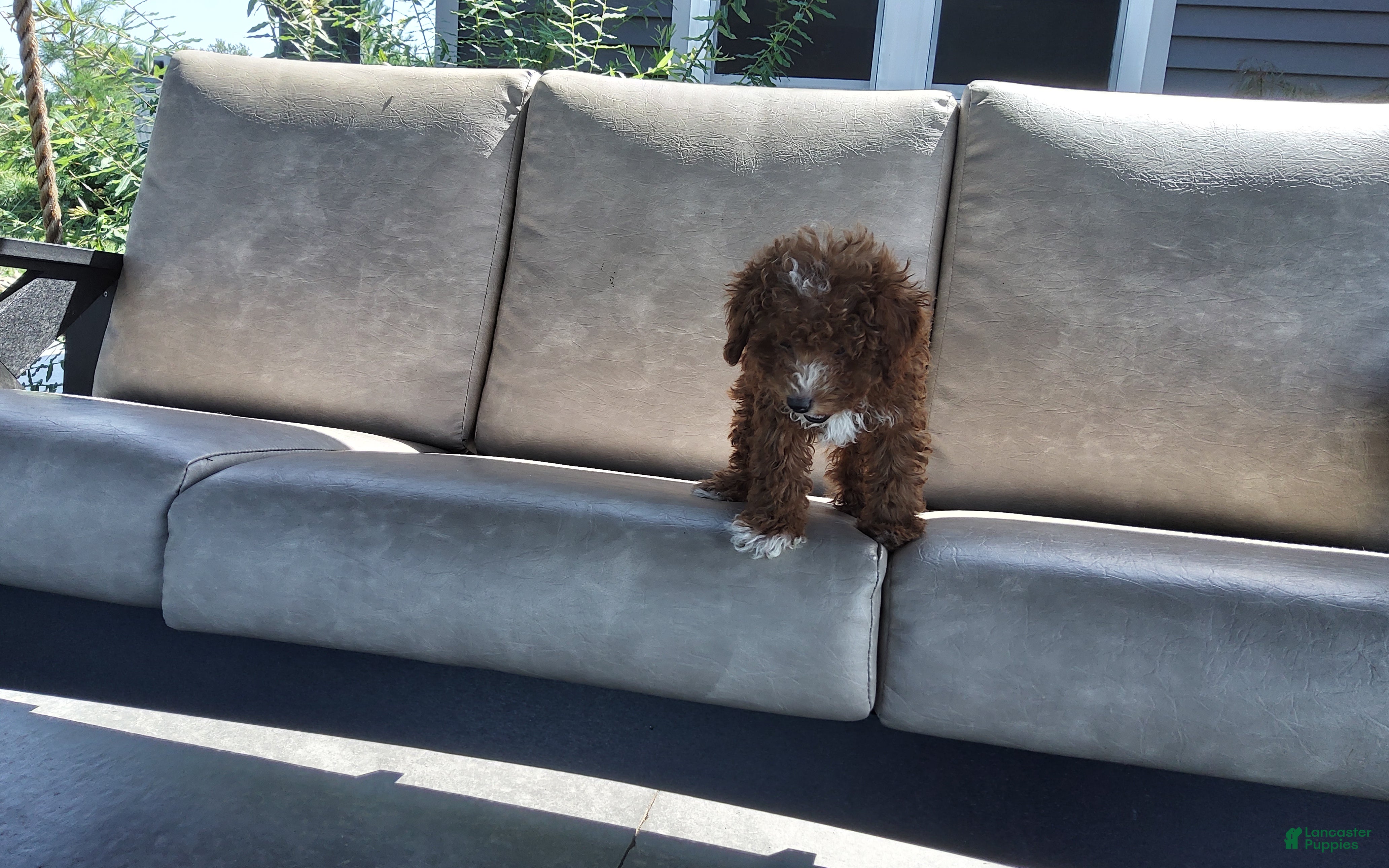 Miniature Poodle dogs Ranger - Ad 2