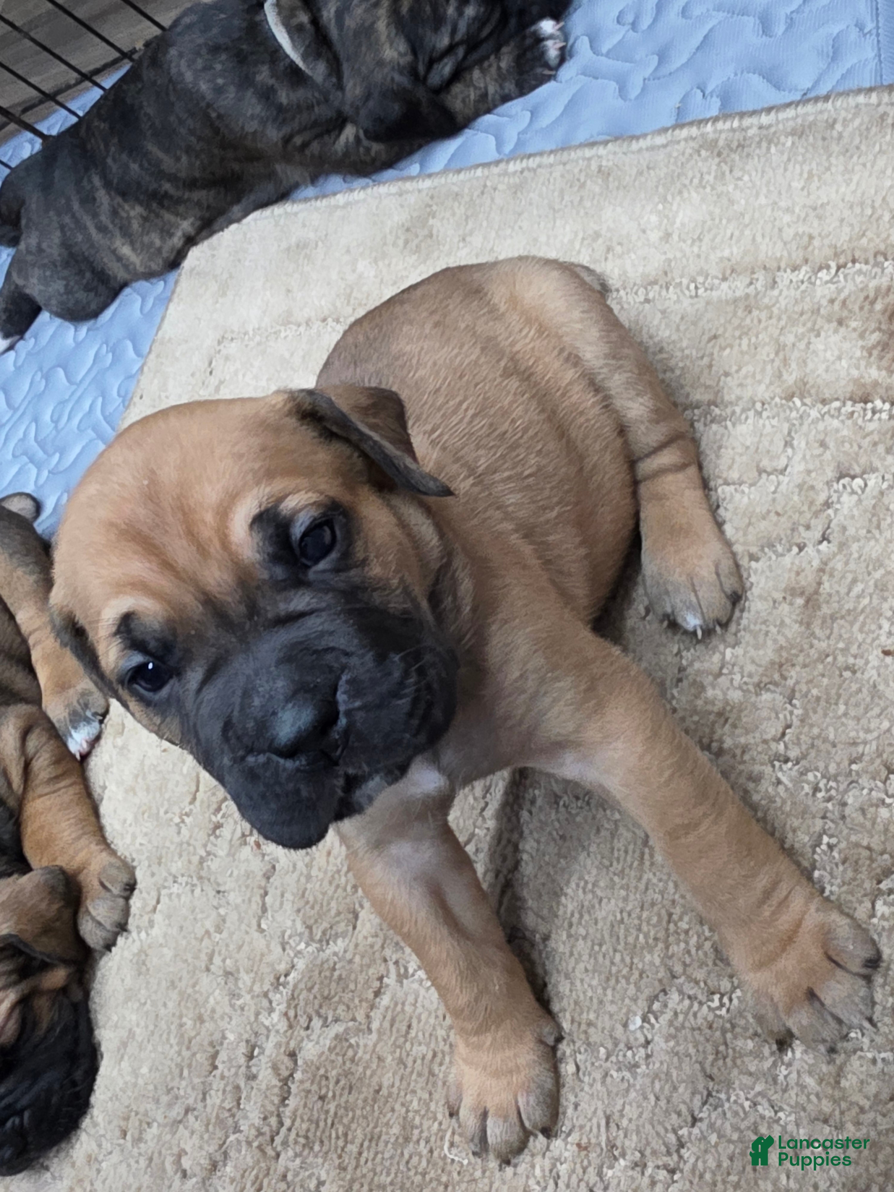 Cane Corso dogs Cane Corso Puppy 6 - Ad 25