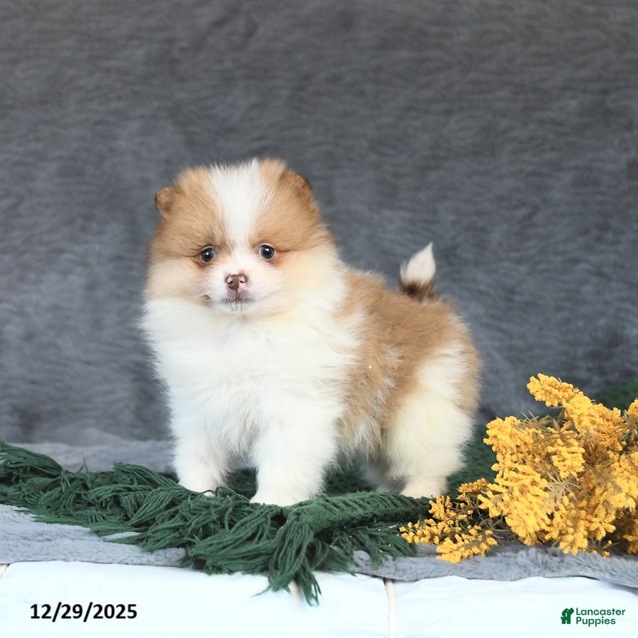 Pomeranian dogs Echo - Ad 30