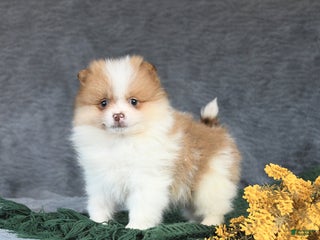 Pomeranian dogs Echo - Ad 30