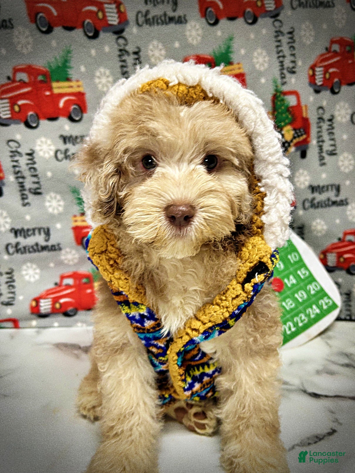 Havapoo dogs Valor - Ad 6