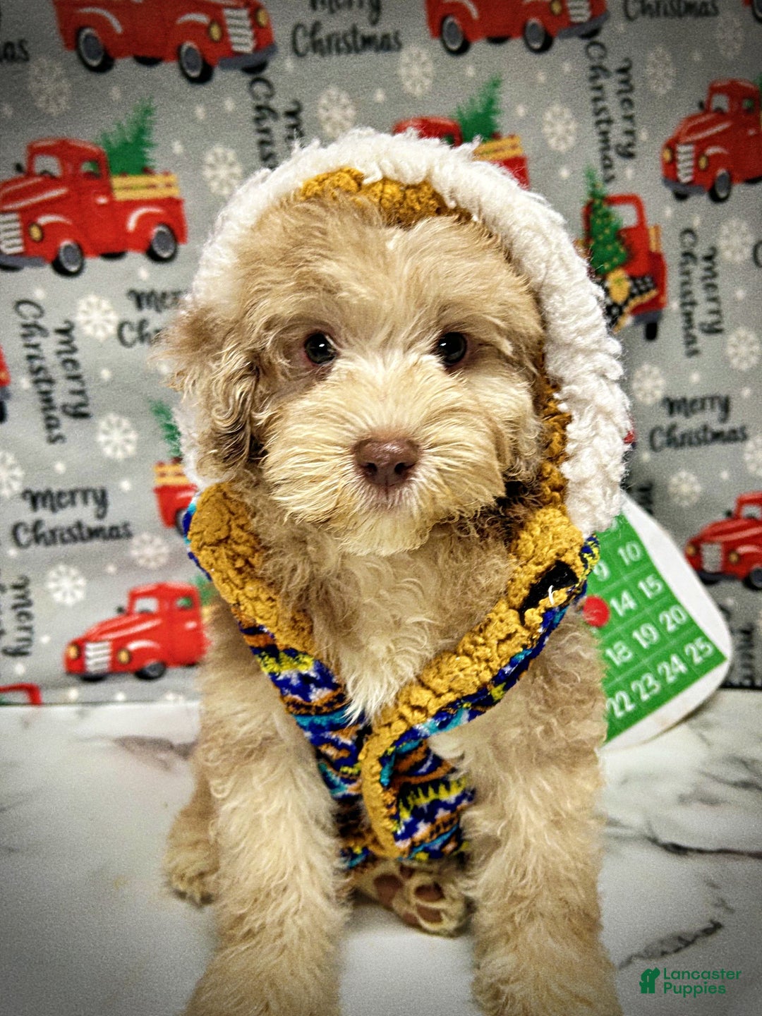 Havapoo dogs for sale: Valor - Ad 1