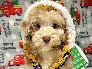 Havapoo dogs Valor - Ad 16