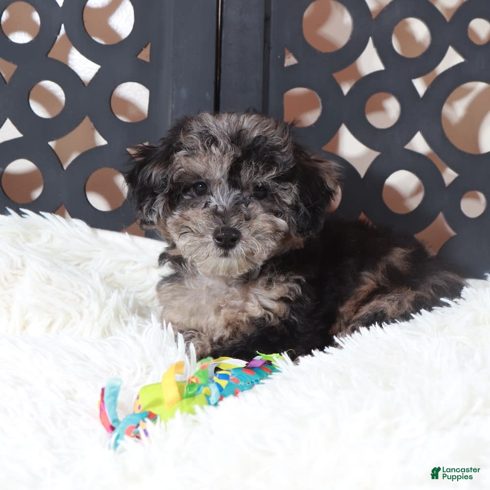 Bichpoo dogs Pepper - Ad 33