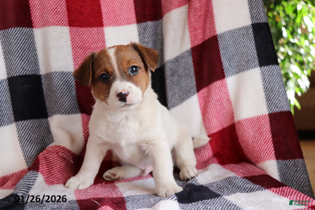 Jack Russell Terrier dogs for sale: Rocky - Ad 2