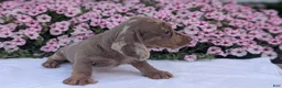 Miniature Dachshund dogs for sale: Kona - Ad 7