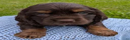Cocker Spaniel dogs for sale: Yeller - Ad 2