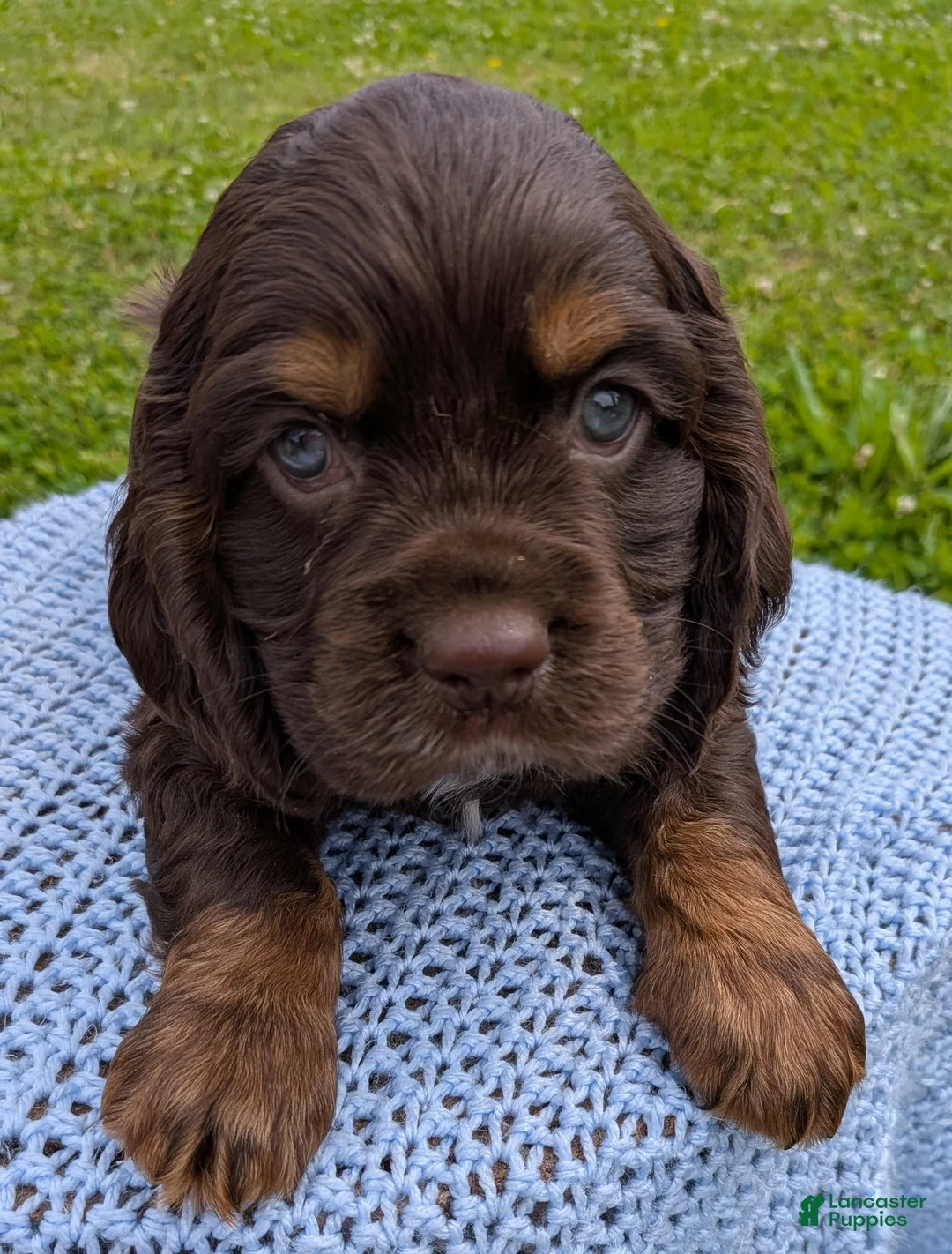 Cocker Spaniel dogs for sale: Yeller - Ad 2