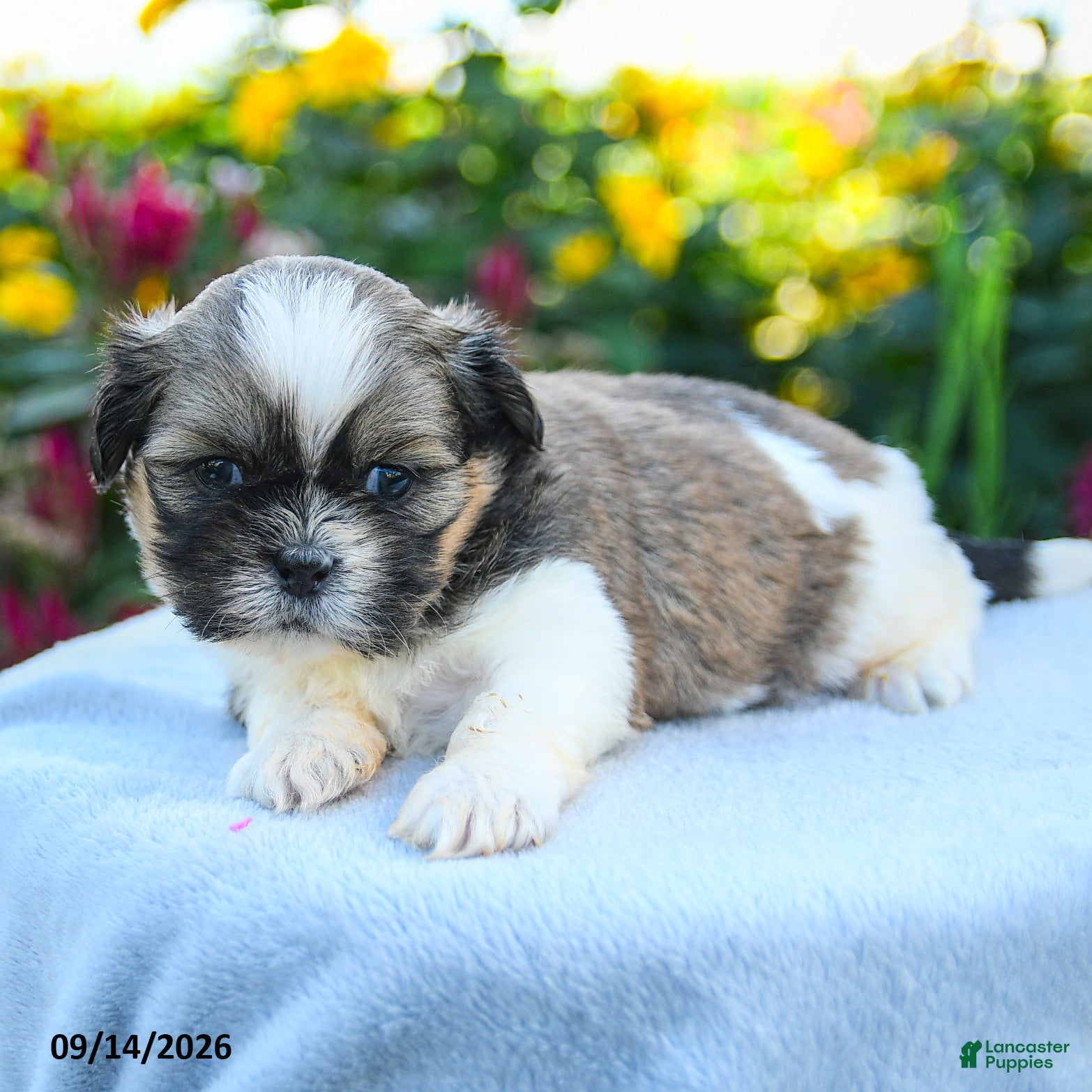 Shih Tzu dogs Mason - Ad 2