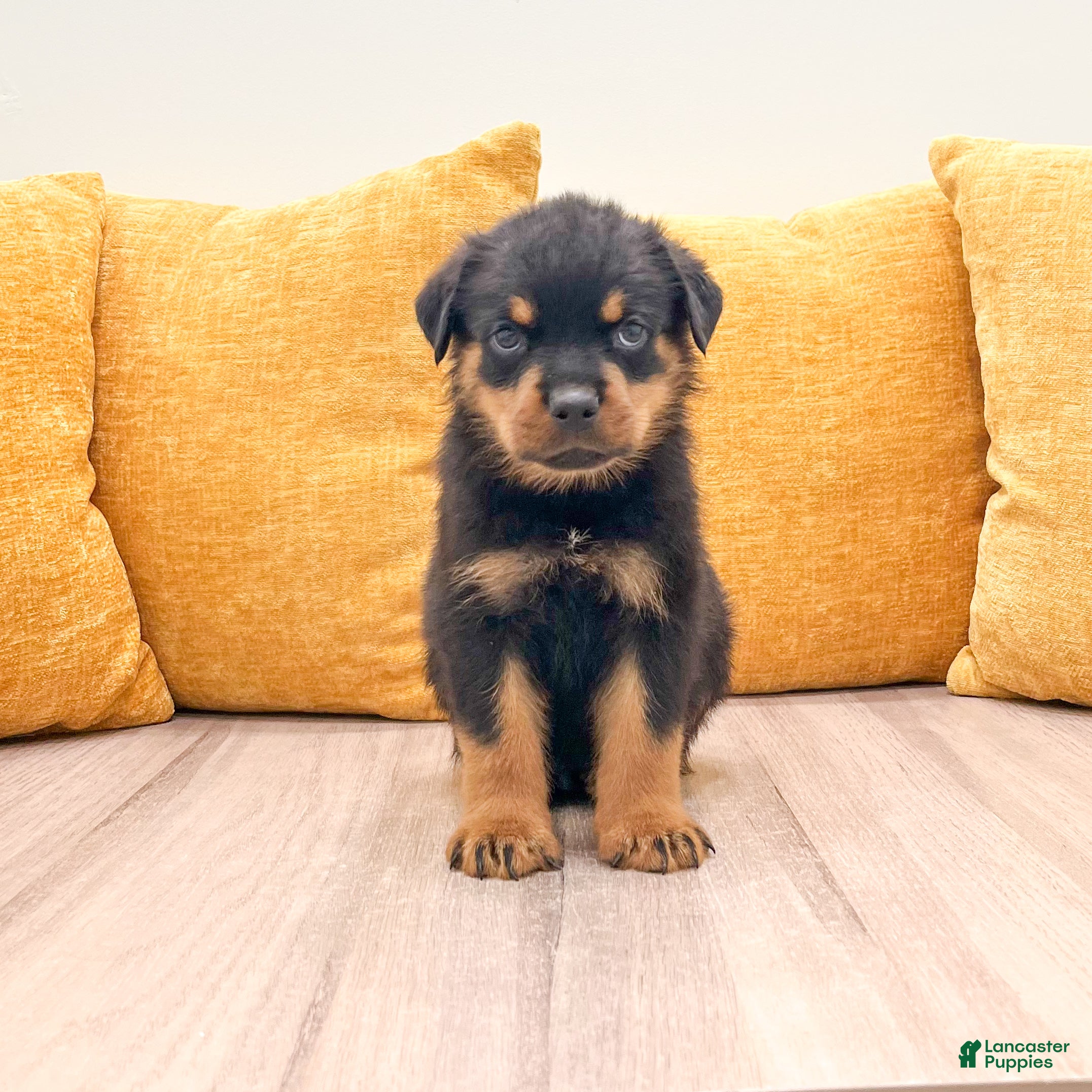 Rottweiler dogs Jake - Ad 1