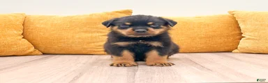 Jake
