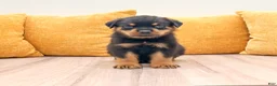 Rottweiler dogs for sale: Jake - Ad 1