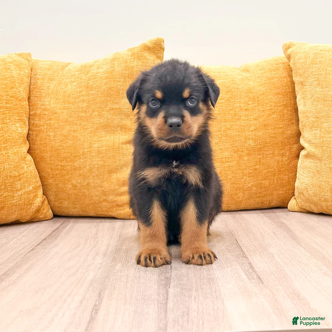 Rottweiler dogs for sale: Jake - Ad 1