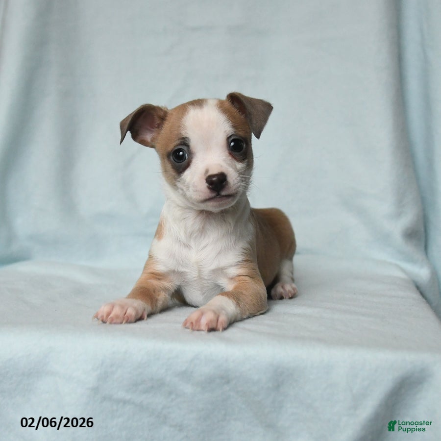 Chihuahua dogs Twix - Ad 1