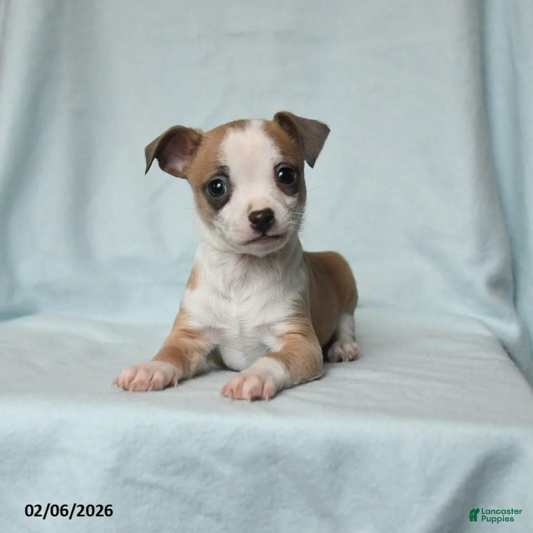 Chihuahua dogs for sale: Twix - Ad 3